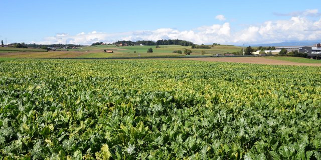 Harte Arbeit zahlt sich aus - oder doch nicht? Überschreitet das Manuelle Jäten die 200 Stunden-Marke, wird die Zuckerrübenproduktion zum teuren Spass.  (Bild BauernZeitung/Sera J. Hostettler)