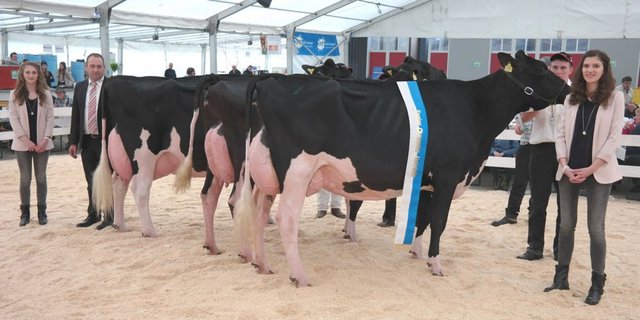 Die ältere Championne Holstein, BENTE GOLDWYN von Duss Leo 6112 Doppleschwand gefolgt von der Ersatz-Championne ROXETTE S ID von Duss Leo 6112 Doppleschwand und der Honorable INES ROSS von Rüttimann André &amp; Patrick 6276 Hohenrain. (Bilder Josef Kottmann)