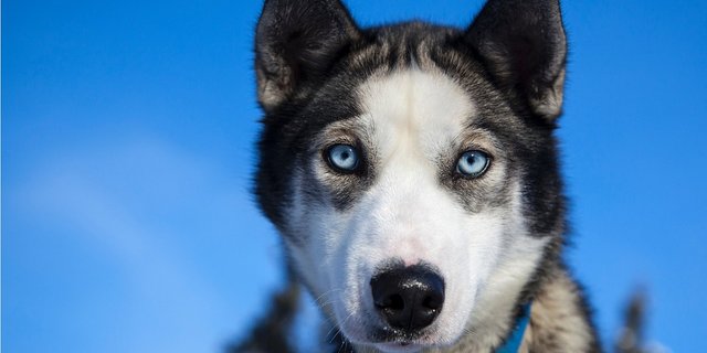 Hunde verarbeiten Sprache offenbar ähnlich wie Menschen: Die linke Gehirnhälfte ist primär für die Bedeutung von Worten zuständig, die rechte für den Tonfall. (Bild Pixabay)