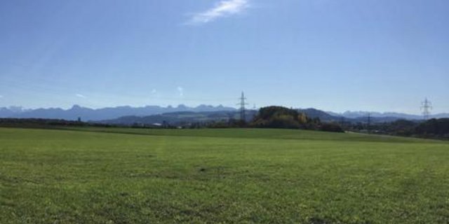 Das älteste Beispiel für Commons sind Allemden, auf denen z. B. verschiedene Landwirte ihre Tiere weiden liessen. (Symbolbild jsc)