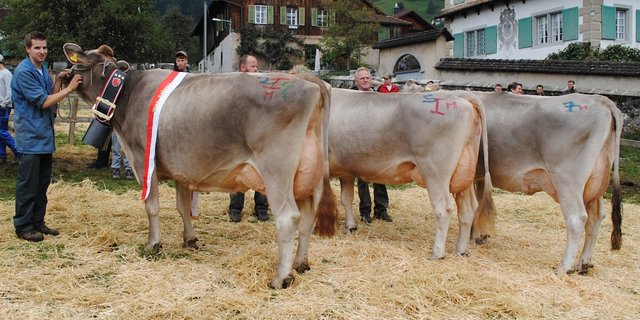 Die Ersten der Misswahlen: Glenn Glena, von Paul Kälin, Steinen, vor TD Toskana von Peter Betschart, Muotathal und Vigor Nirvana von Meiri Reichmuth, Rothenthurm.   (Bilder Franz Philipp)
