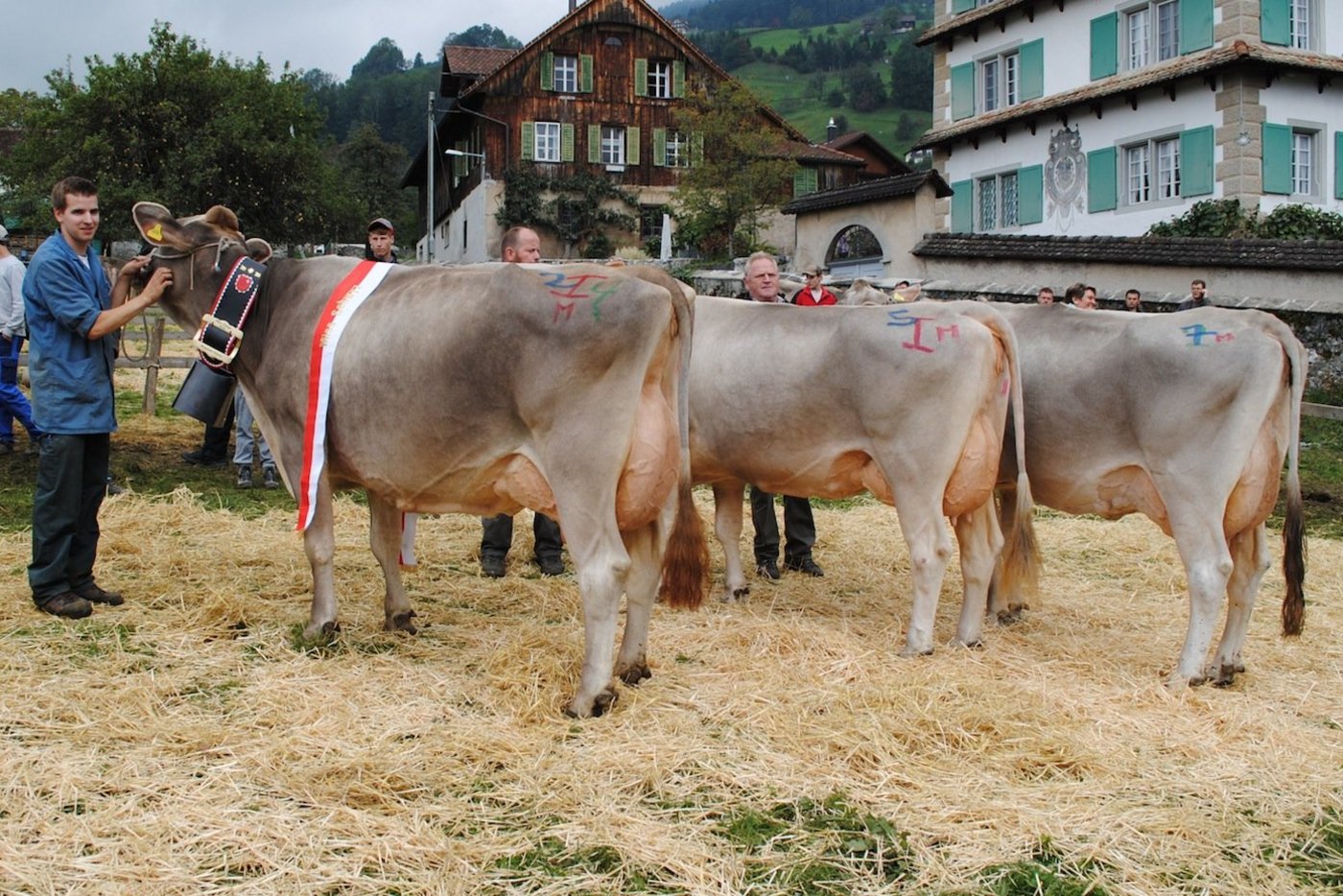 Die Ersten der Misswahlen: Glenn Glena, von Paul Kälin, Steinen, vor TD Toskana von Peter Betschart, Muotathal und Vigor Nirvana von Meiri Reichmuth, Rothenthurm.   (Bilder Franz Philipp)
