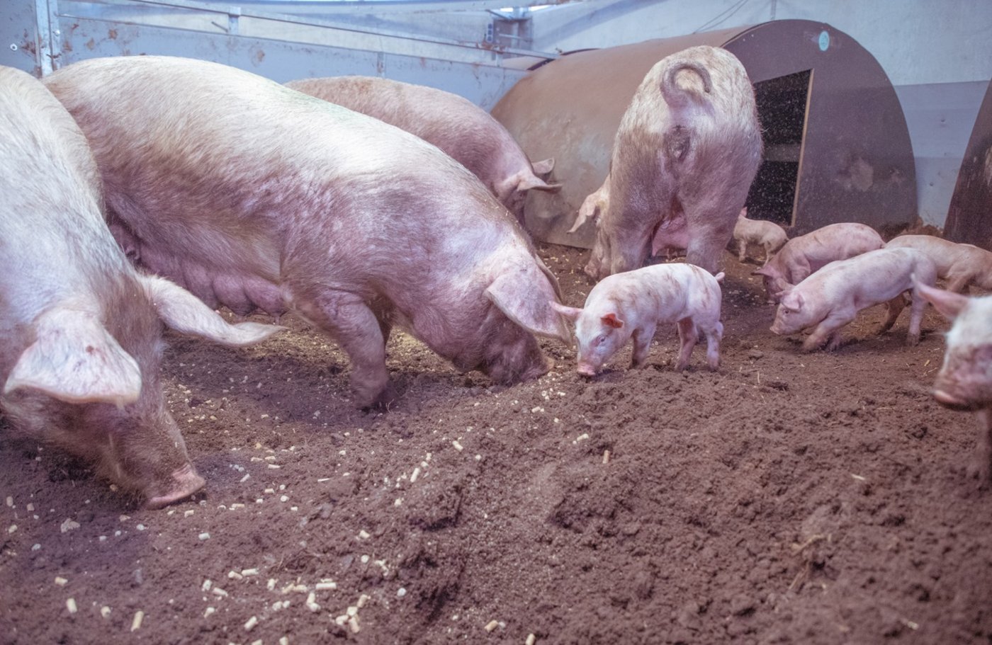 m Familienstall fällt das Kraftfutter von der Decke herab. Durch die Futtersuche können die Tiere ihren Erkundungsdrang ausleben. (Bild Hetfamilievarken)