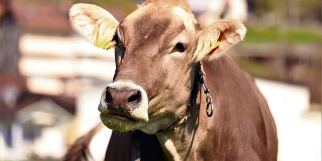 Blick nach vorne: Die Züchtergruppe St. Gallen möchte mit ihren Vorschlägen eine Grundsatzdiskussion zur zukünftigen Entwicklung der Brown-Swiss-Rasse anstossen.