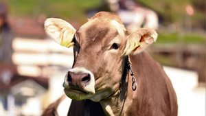 Blick nach vorne: Di Blick nach vorne: Die Züchtergruppe St. Gallen möchte mit ihren Vorschlägen eine Grundsatzdiskussion zur zukünftigen Entwicklung der Brown-Swiss-Rasse anstossen.