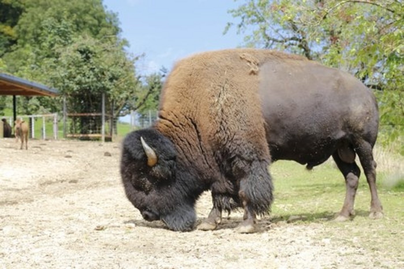 Bisons und Rinder erbringen laut Agrarminister Johann Schneider-Ammann die gleiche Leistung zur Fleischproduktion aus Gras. (Bild mw/lid)