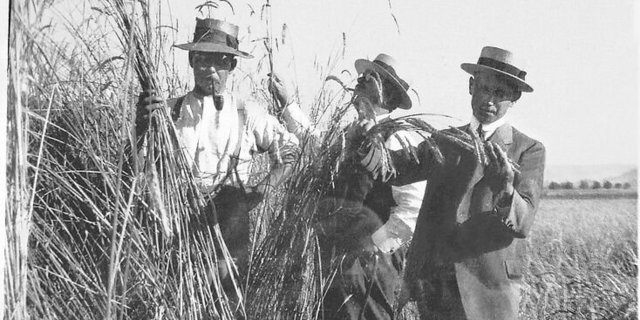 Saatzüchter im Oberemmental besichtigen vor rund hundert Jahren einen Dinkelacker: Links im Bild ein Landwirt, rechts ein Forscher, eine Zusammenarbeit, die sich nach anfänglichen Schwierigkeiten gut einspielte. 