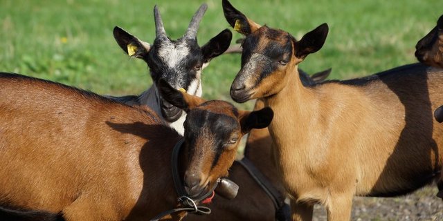 Um die Verbreitung einzudämmen, haben die Tessiner Behörden verschieden Massnahmen angeordnet. In einem Abstand von drei Wochen werden etwa alle Geissen zweimal geimpft. (Bild BauZ)
