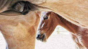 Die Geburten von Fre Die Geburten von Freibergern sind rückläufig. Der «neuste Streich» des Bundes könnte diesem Trend noch einheizen.