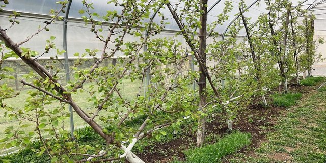 Auf Wirtspflanzen (z.B. Getreidearten) kann sich die Nützlingspopulation aufbauen. Diese schützen danach die Aprikosen.