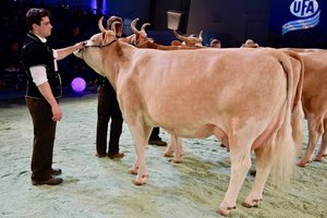 Sie wurde auch Miss Simmental an der Swiss Expo 2019: Ryters Flavio Amylou von Hanspeter und Peter Ryter aus Kandergrund BE. (Bild Peter Fankhauser)