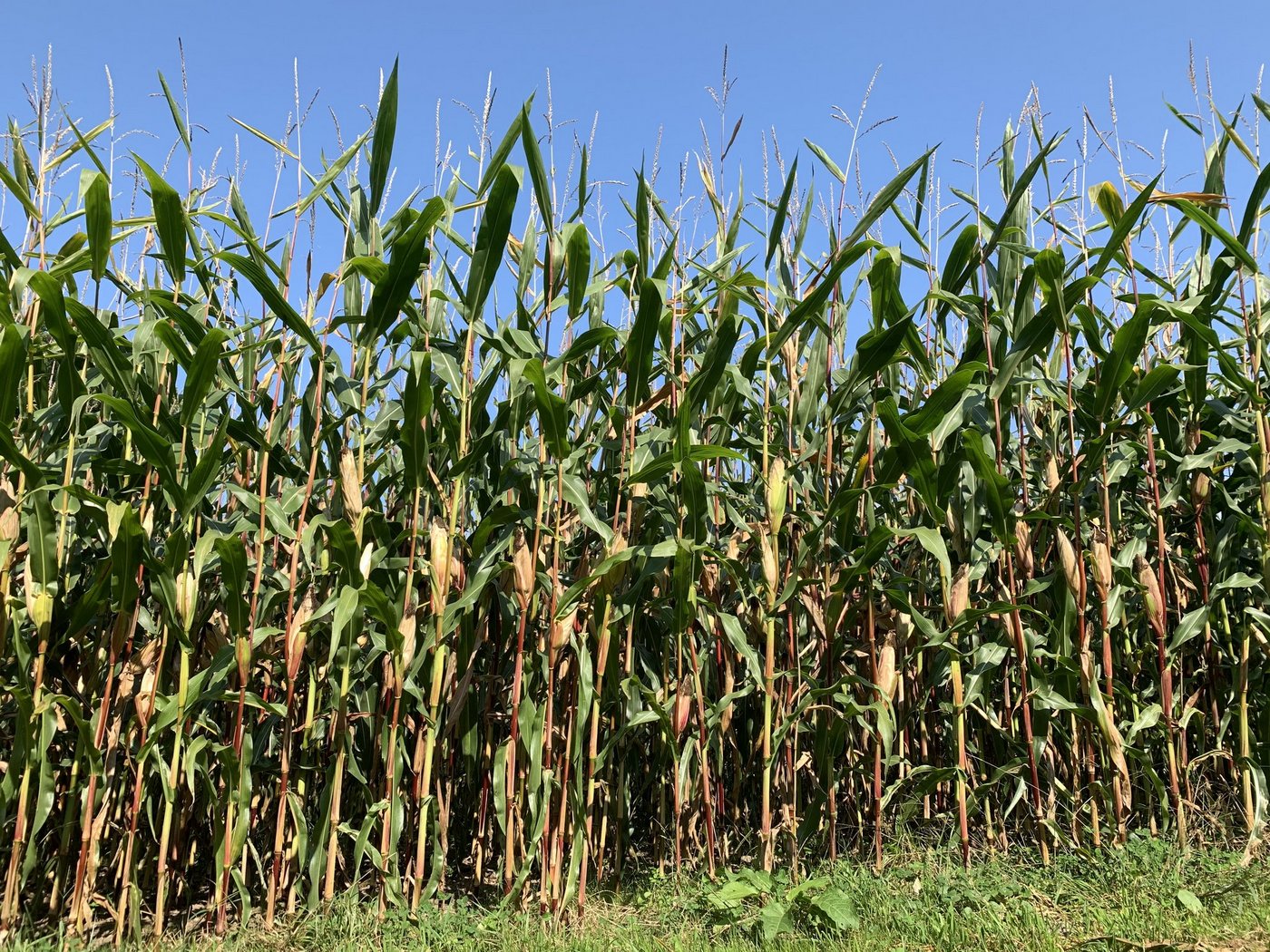 2020 ist ein gutes Maisjahr. Wegen dem Maiswurzelbohrer ist der Maisanbau 2021 in verschiedenen Regionen in der Ostschweiz zum Teil stark eingeschränkt. (Bild js)