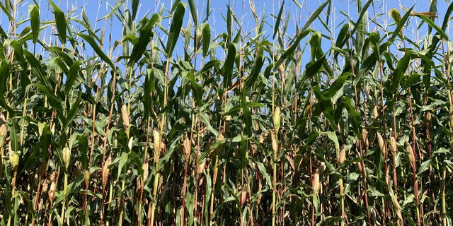 2020 ist ein gutes Maisjahr. Wegen dem Maiswurzelbohrer ist der Maisanbau 2021 in verschiedenen Regionen in der Ostschweiz zum Teil stark eingeschränkt. (Bild js)