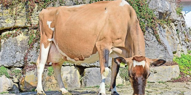 Eine kleine Kuh ganz gross: die effiziente Jersey-Kuh India von Christophe Rohrbach aus Mont-Crosin BE.