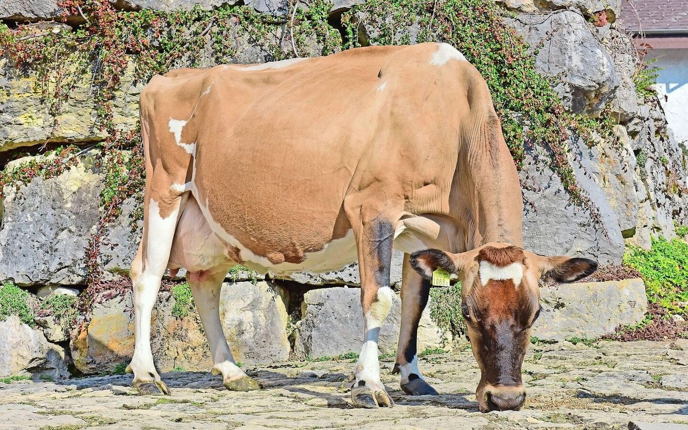 Eine kleine Kuh ganz gross: die effiziente Jersey-Kuh India von Christophe Rohrbach aus Mont-Crosin BE.