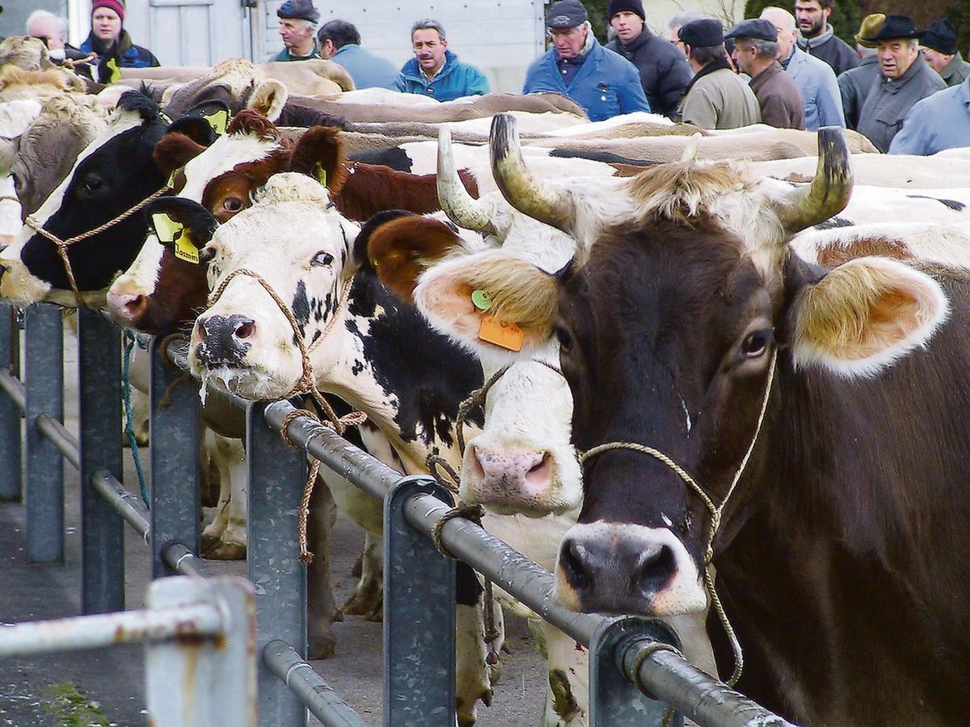 Schlachtkühe und -rinder werden nach wie vor zu häufig trächtig verkauft. Nun will Proviande den Anteil mit einer weiteren Massnahme noch stärker reduzieren. (Bild Archiv)