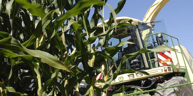 Neue Maissorten bleiben häufig noch bis zur Ernte grün, während der Kolben bereits abgereift ist. (Symbolbild BauZ)