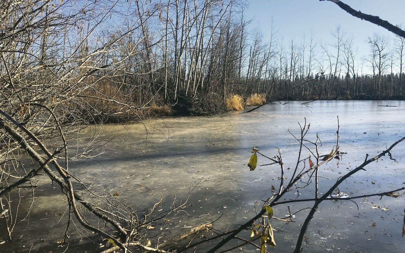 So sieht der «Dugout» heute aus. Die Seitenwände sind gut verwurzelt, im Winter 1965 fehlte dieser Schutz noch.
