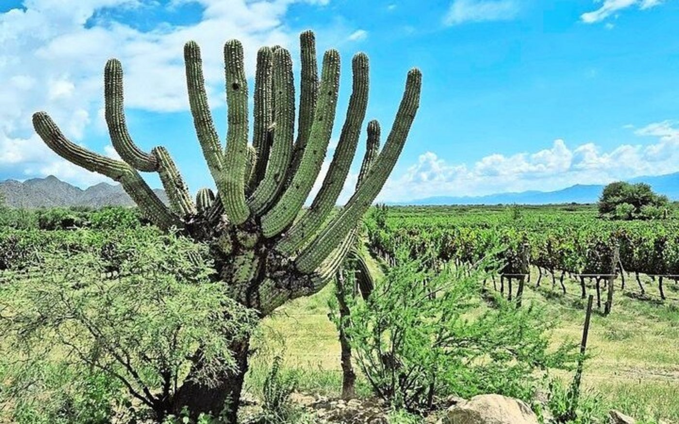 Der Kaktus «Cardón de Cafayate» ist sehr selten und darum streng geschützt. Er wächst nur um wenige Zentimeter pro Jahr.