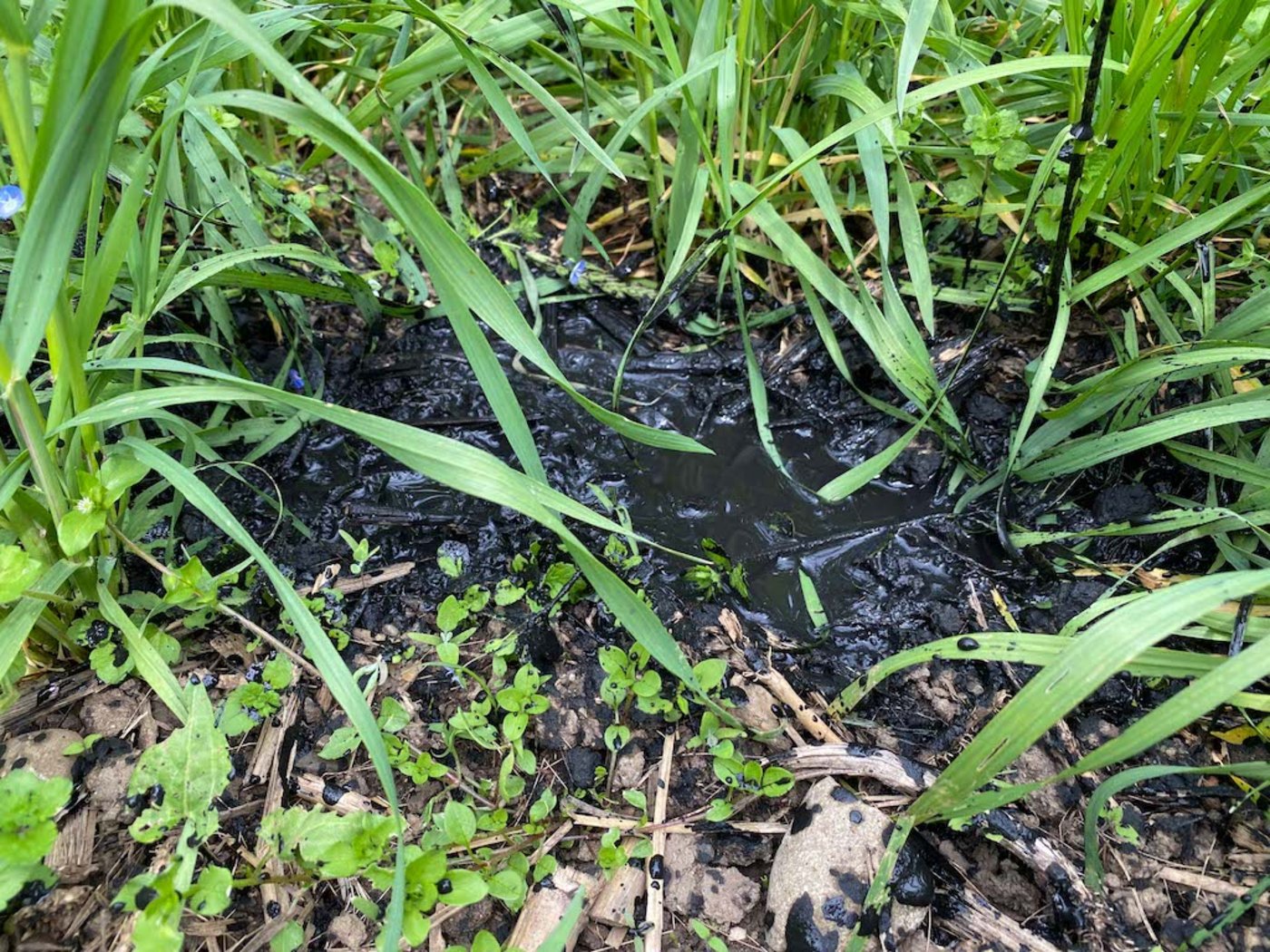 Die Versuche sollen einerseits wissenschaftliche Daten zur Wirkung von Pflanzenkohle liefern und andererseits der Stadt Zürich dank Hitzeminderung von Nutzen sein. (Bilder Grün Stadt Zürich)