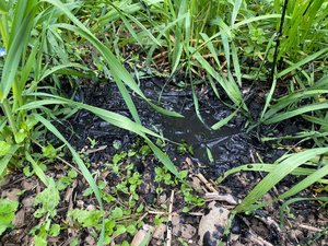 Die Stadt Zürich startet auf dem Juchhof eine Langzeitversuch mit Pflanzenkohle Die Versuche sollen einerseits wissenschaftliche Daten zur Wirkung von Pflanzenkohle liefern und andererseits der Stadt Zürich dank Hitzeminderung von Nutzen sein. (Bilder Grün Stadt Zürich)