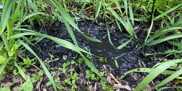 Die Versuche sollen einerseits wissenschaftliche Daten zur Wirkung von Pflanzenkohle liefern und andererseits der Stadt Zürich dank Hitzeminderung von Nutzen sein. (Bilder Grün Stadt Zürich)