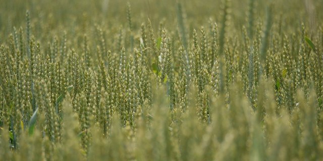 Wegen der tiefen Preise ist es oft attraktiver, Brot- statt Futterweizen anzubauen. Das erklärte Ziel wären 20'000 Hektaren. (Bild MonikaP / Pixabay)  