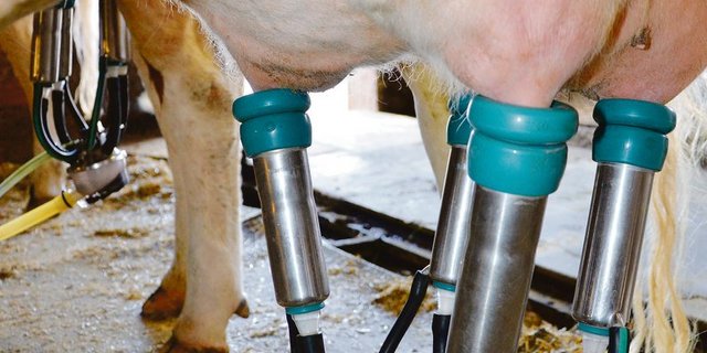 "Eine Herausforderung": NOP-Milchproduzenten dürfen in der Milchviehherde keine Antibiotika einsetzen. (Symbolbild BauZ)