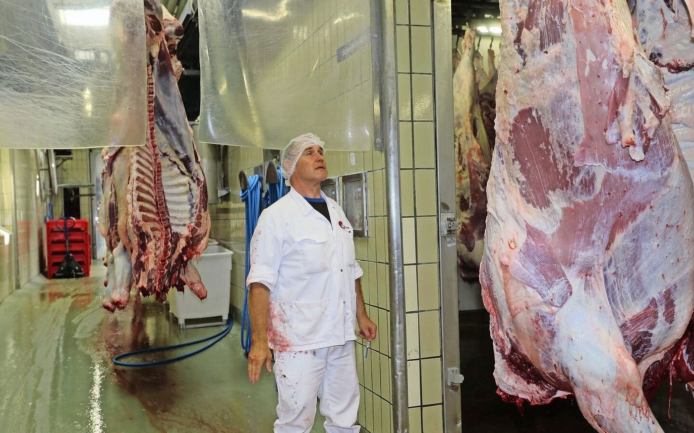 Proviande Taxierer Ady Zurfluh beurteilt die Schlachtkörper nach Fleischigkeit und Fettabdeckung. 