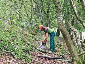 Waldarbeit ist nicht ohne. (Bild Jasmine Baumann/BauernZeitung)