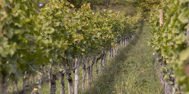 Blick in die Reihen eines Rebbergs.