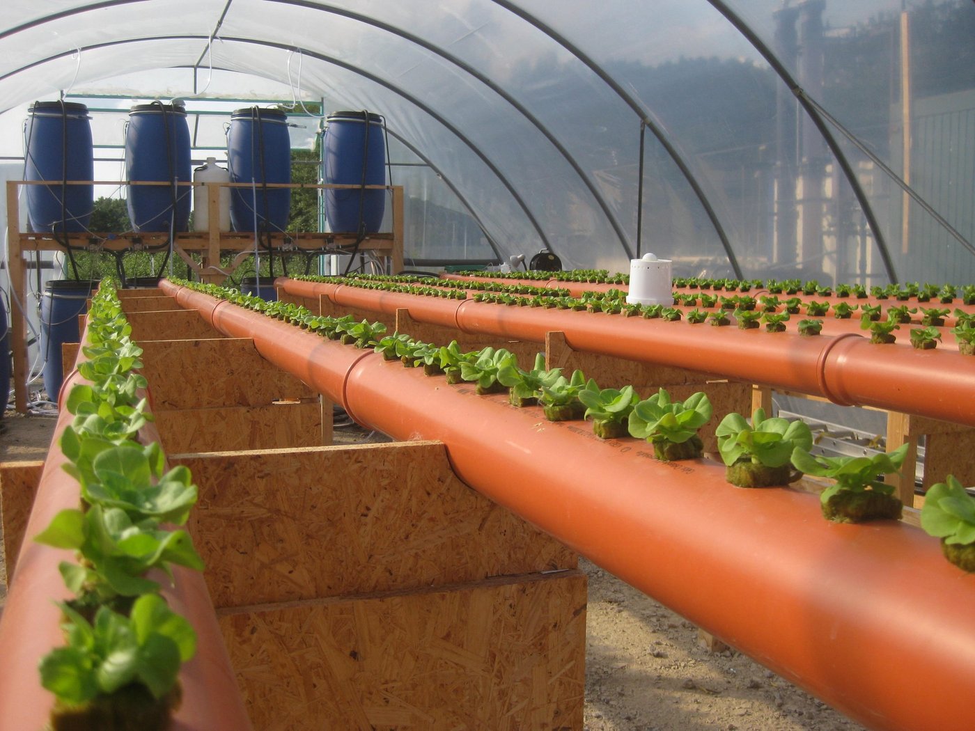 Die Pilotanlage mit vier Linien für hydroponische Versuche mit Salat: Beim Hydroponik-Verfahren hängen die Wurzeln in einer Nährstofflösung. Diese versorgt die Pflanzen mit allen notwendigen Mineralien. (Bild ISOE)