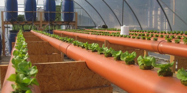 Die Pilotanlage mit vier Linien für hydroponische Versuche mit Salat: Beim Hydroponik-Verfahren hängen die Wurzeln in einer Nährstofflösung. Diese versorgt die Pflanzen mit allen notwendigen Mineralien. (Bild ISOE)
