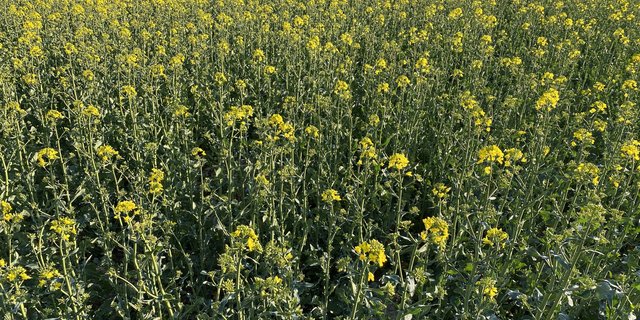 Swiss Granum hat die neue Sortenliste für Winterraps veröffentlicht. Es wurden drei neue Sorten hinzugefügt, drei von der Liste gestrichen. (Bild Nicole Geiser)