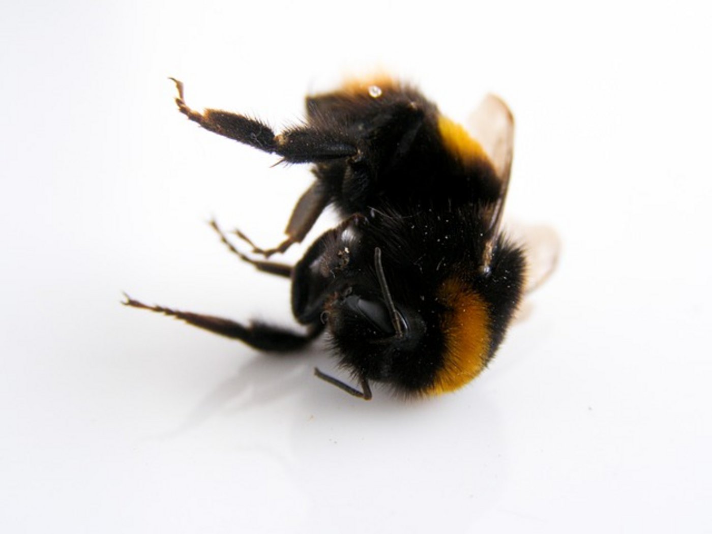 Tote Hummel, eine Meisterin der Bestäubung weniger. (Symbolbild Pixabay)