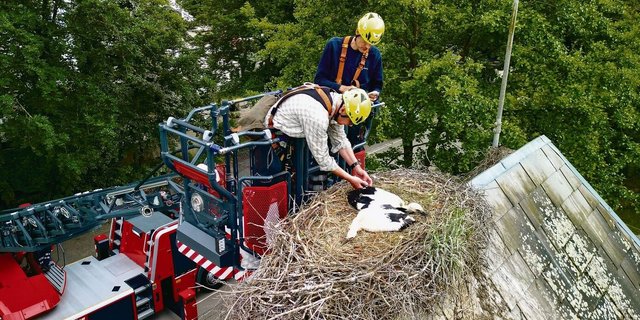 Lorenz Heer (vorne) und Tobias Vogt von der Feuerwehr Solothurn beringen zwei junge Störche.