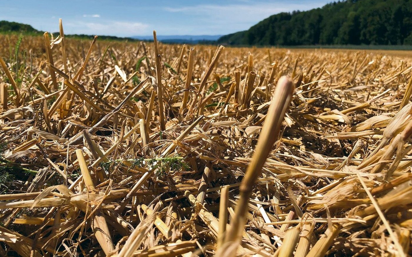 Die Getreideernte läuft, Mehrkosten für die Produktion werden durch die beschlossene Erhöhung von Fr. 3.– bis 5.–/dt nicht gedeckt. Man habe wählen müssen zwischen keinen oder diesen Richtpreisen, heisst es vom Schweizerischen Getreideproduzentenverband.