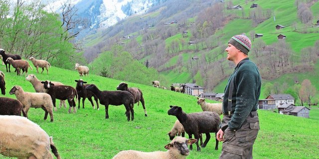 «Meine Vorstellungen und Pläne sind über den Haufen geworfen worden»: Samuel Elmer sammelt seine Tiere auf dem Heimbetrieb.