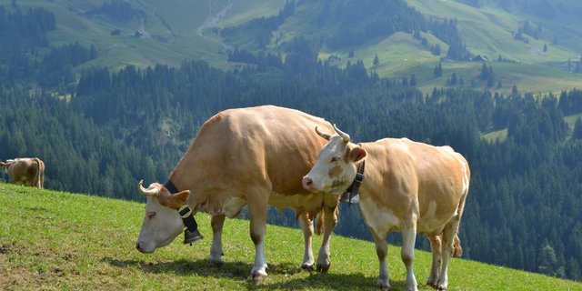 Mit der AP 2022+ sollen die Alpungs- und Sömmerungsbeiträge beibehalten werden. 