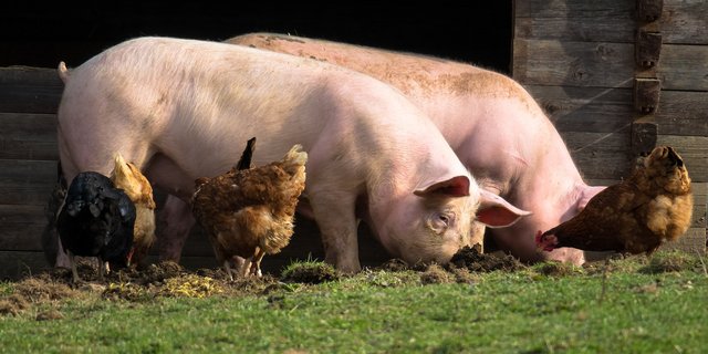 Bei den Schweinen werden vermehrt risikobasierte Kontrollen durchgeführt, um den Antibiotikaverbrauch zu reduzieren. (Bild Pixabay)