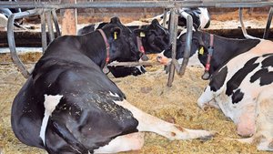 Eine Frist zur Behebung statt direkter Direktzahlungskürzungen, wenn kein direkter Handlungsbedarf oder ein relevanter Tierschutzverstoss vorliegt: Das fände Aniterra-Verwaltungsrat und Nationalrat Andreas Gafner sinnvoll. 