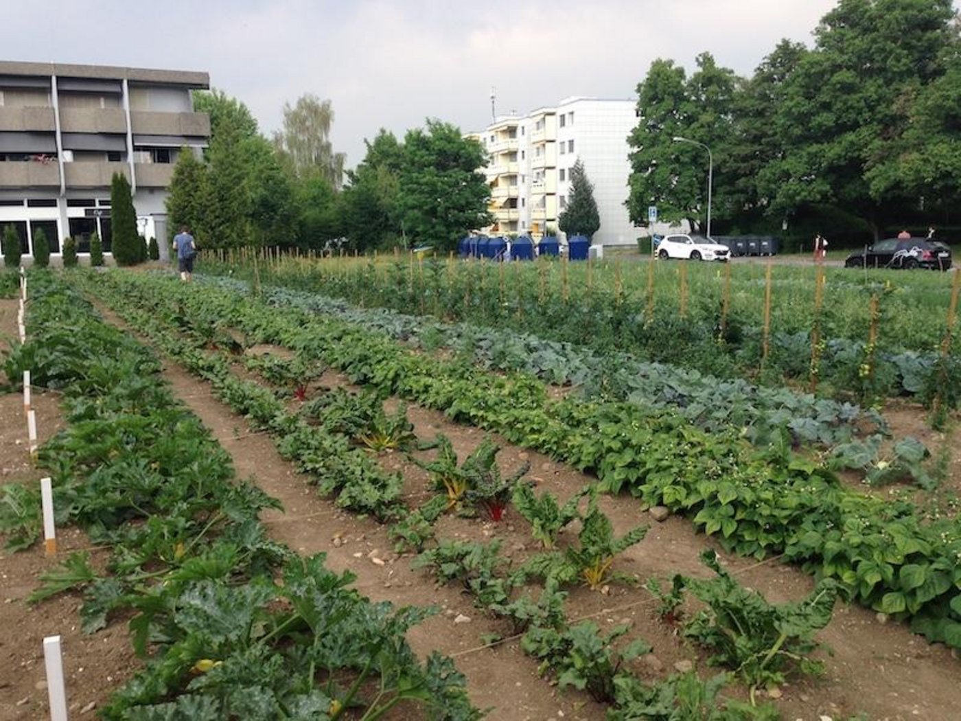Mittels Abtrennungen aus Schnüren werden die Längsreihen mit einer Gemüsesorte zu Querbeeten mit einem Mix von 25 verschiedenen Gemüsen. (Bild Ueli Ansorge)