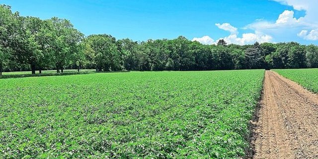 Frühkartoffeln vor der Ernte. Diesen Freitag wird das Kraut mechanisch vernichtet und in zwei Wochen kommen die Knollen dann aus dem Boden raus. 