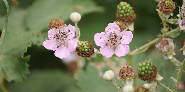 Einheimische oder Armenische Brombeere? Die Unterscheidung ist schwierig, die blassrosa Blüten deuten aber auf den Neophyten hin. Essen kann man die Beeren  beider Varianten. (Bild Pixabay)