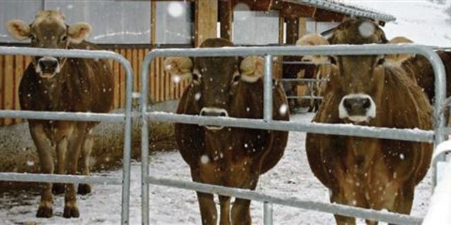 Mängel im Auslaufjournal können die Direktzahlungen gefährden. (Bild BauZ) 