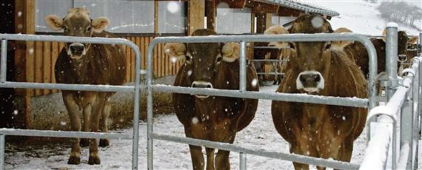 Mängel im Auslaufjournal können die Direktzahlungen gefährden. (Bild BauZ) 
