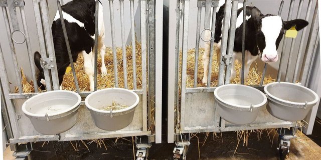 Wasser aus einer offenen Schale sei im Sommer besonders wichtig für die Kälber, schreibt Fachmann Martin Kaske.