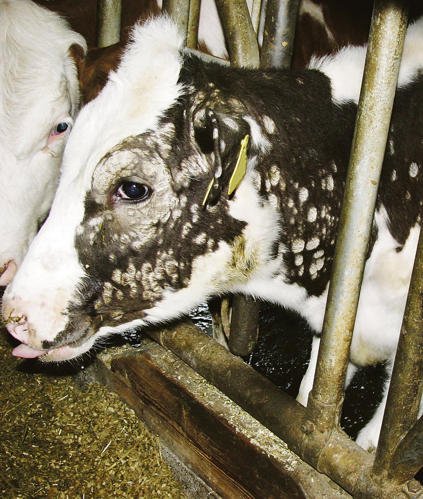 Runde, haarlose Stellen sind typisch für die Kälberflechte. Sie kann auch Menschen befallen, weshalb man im Umgang mit betroffenen Kälbern Handschuhe tragen sollte. (Bild Cornelia Grosswiler)