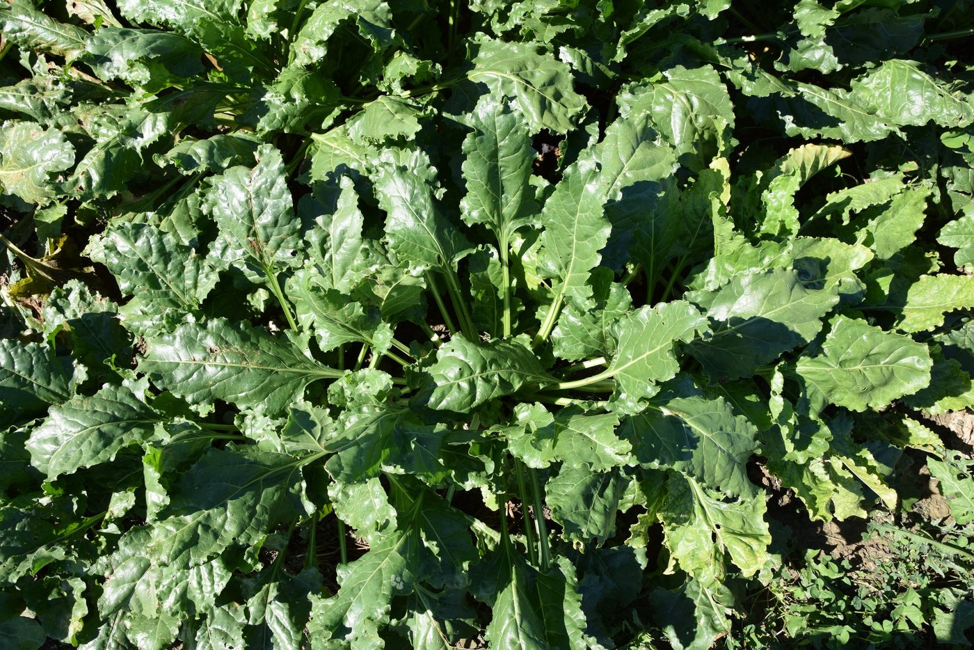 Nach der Vertrauensabstimmung des Rübenrings ist klar: Der Vorstand wird nicht geschlossen zurücktreten, wie dies die Klimagruppe gefordert hatte. (Bild BauernZeitung/sjh)