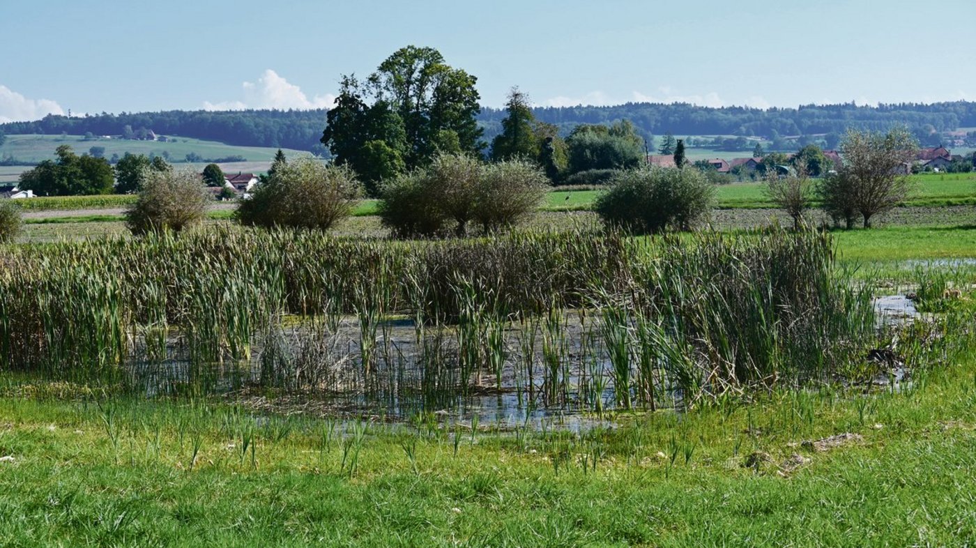 Am Egelsee Nord konnte der Laubfrosch sehr erfolgreich wiederangesiedelt werden. Das Quaken sei im Frühjahr weitherum zu hören. Zudem werden seltene Pflanzen gefördert, auch wenn dadurch die Bewirtschaftung der Fläche für die Landwirte aufwendiger wird. (Bilder BauZ/aw)